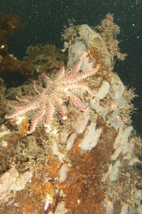 kategorie_5_6_A_Širokoúhl-bez-potáp_fotka--- NORD HVĚZDA