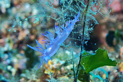 kategorie_5_6_C_Makro_fotka--- ČISTÁ ELEGANCE