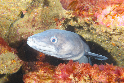 kategorie_5_6_D_Vodni-živočich_fotka--- KUK