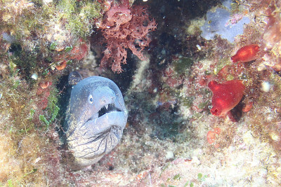 kategorie_5_3_Barevná_z_mori_fotka-2--- TADY HLÍDÁM JA