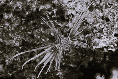 kategorie_5_1_Černobílá_fotka--- ROZLET