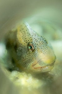 Freshwaterblenie (invasive)