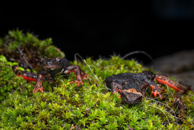 family - Salamandrina di Savi (Salamandrina perspicillata)