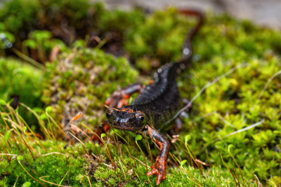 portrait -Salamandrina di Savi (Salamandrina perspicillata)