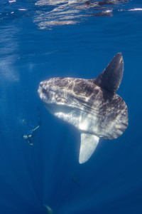 mola mola with the diver
