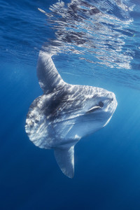 Mola mola