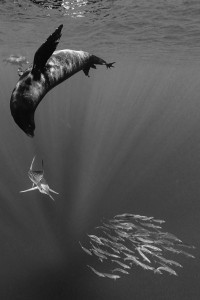 Sardine run Magdalena