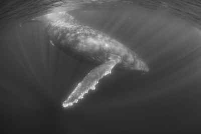 Humpback