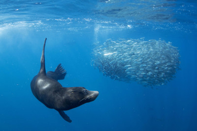 following to sardines