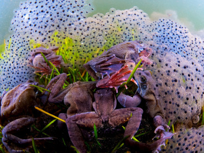 Reproduction party (frogs)