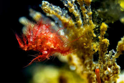 Hairy Shrimp with Eggs
