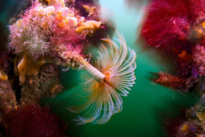 Tubeworm with Skeleton Shrimps