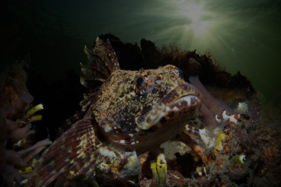 Waiting for the one — Mating Season