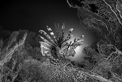 Lion in the seaforest