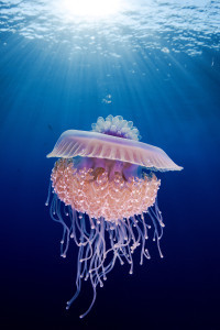 Snowflake in the sea