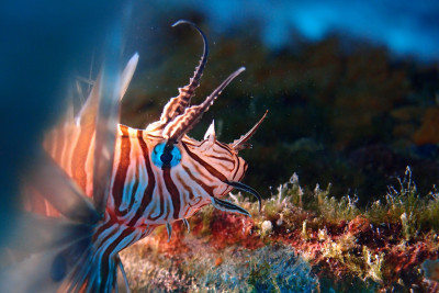 Croatian lionfish