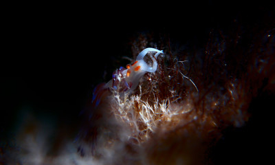 Nudibranch surrounded by darkness