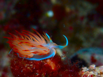 Croatian nudibranch