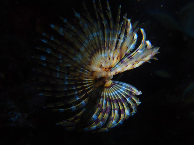 Spiral with backlight