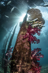 Underwater Cathedral