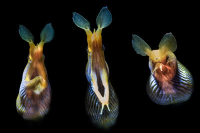 The Good, the Bad and the Ugly