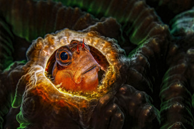 Blenny in a hardcoral