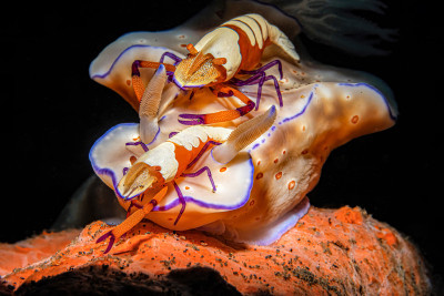 Nudi  with two Emperor shrimp atop