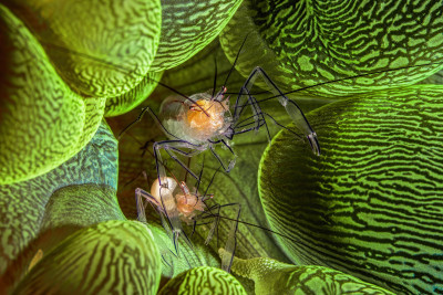 Two bubble coral shrimp