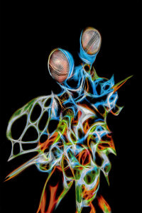 A knight - peacock mantis shrimp