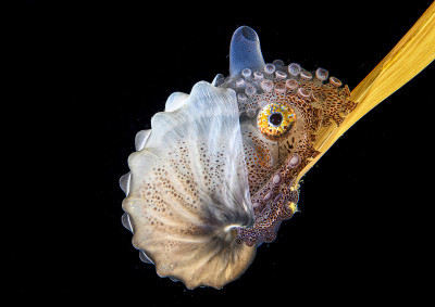 Paper nautilus