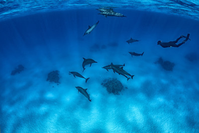 dive to the dolphins