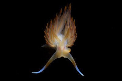 underwater flame