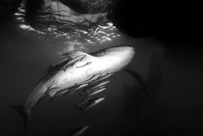 Requin baleine sous bagan