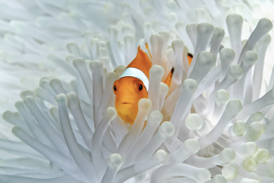clown et anemone blanche
