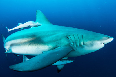 Simbiotic connection