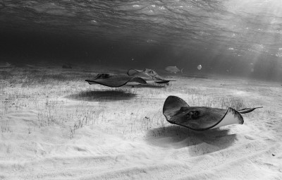 Stingrays on morning patrol