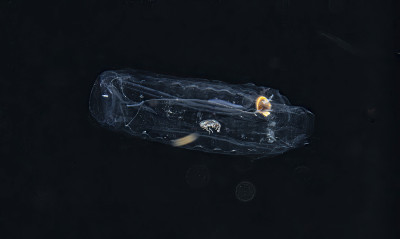 Tunicate Salp - Grand Cayman