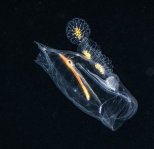 Tunicate Cluster - Grand Cayman