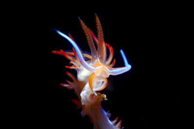 Floating nudibranch