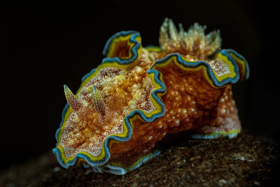 Glory Star Snail