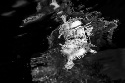 Reflected Camouflage