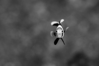 Anemone Fish Portrait