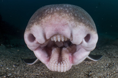 Mouth of a Port Jackson Shark