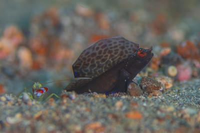 signalgoby