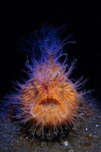 hairy frogfish