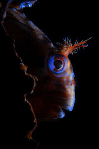 blenny