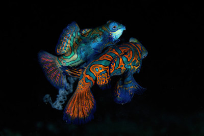 mating mandarine fish