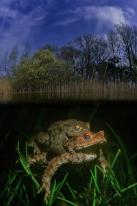 mating toads split level