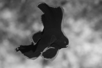 juvenile batfish