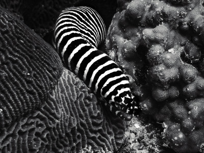 Zebra moray, Oman